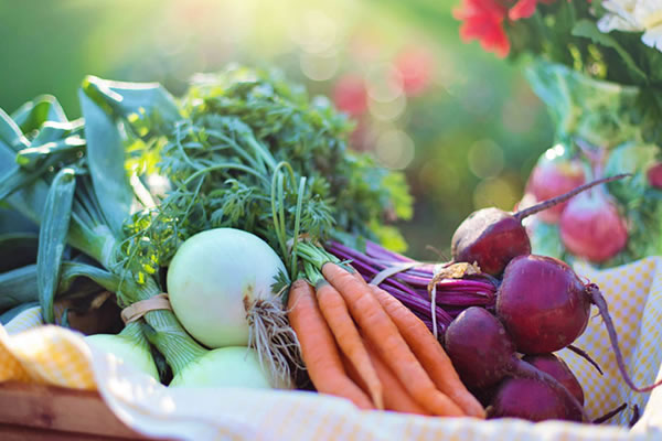 ph_vergersDuGueravet_legumes